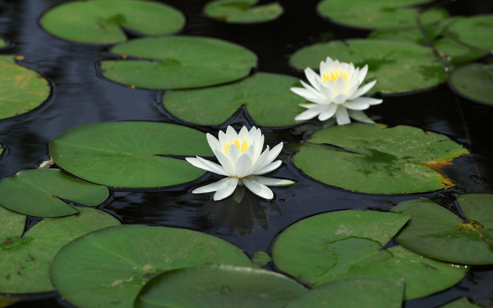 The Significance of the Lotus Flower