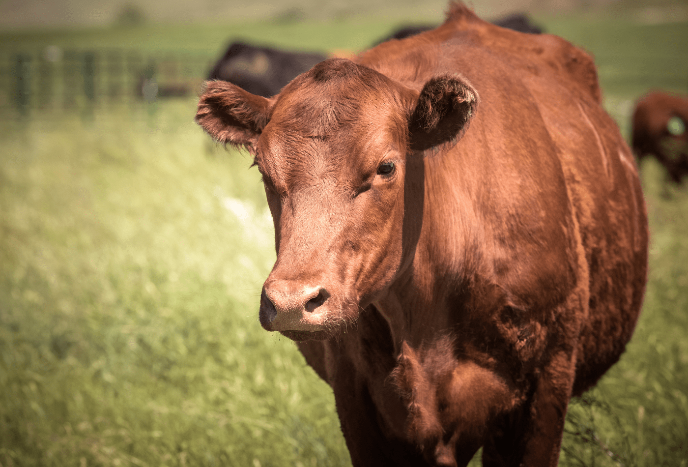 History & Benefits of Grass Fed Beef Tallow