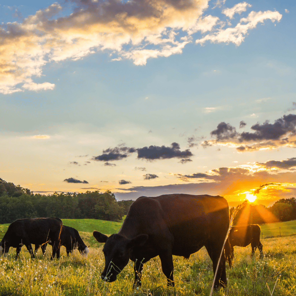 cattle feeding on grass outside
